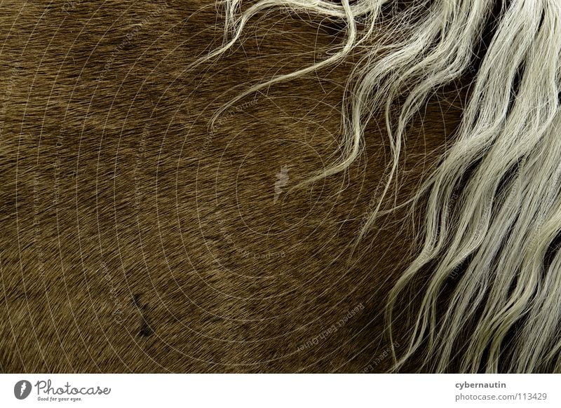 mane Horse Mane Pelt Brown White Hair and hairstyles rosy-haired abstraction Detail Structures and shapes
