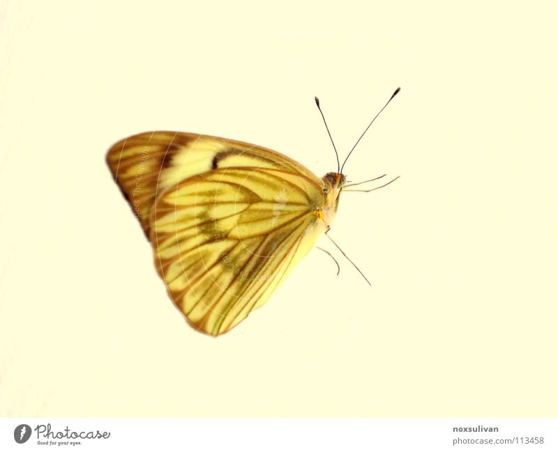butterfly Yellow Insect Animal Macro (Extreme close-up) Butterfly Isolated Image Bright background Feeler