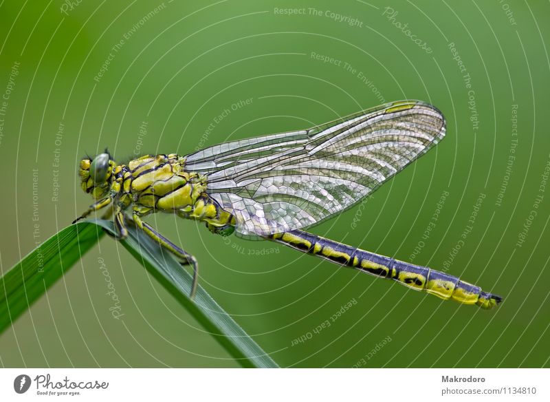 Dragonfly in the sunbath Animal Wild animal 1 Freedom Nature Winged seeds Highlight Colour photo Exterior shot Close-up Macro (Extreme close-up) Morning