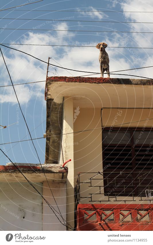 FF# Watch Out Art Adventure Dog Puppydog eyes Cuba Cuban Roof Facade Watchdog Watchfulness Mediterranean Colour photo Subdued colour Exterior shot Detail