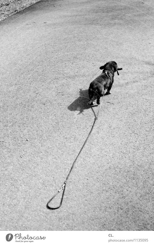escape attempt Beautiful weather Lanes & trails Animal Pet Dog Dachshund 1 Dog lead Walking Cute Love of animals Loyalty Target Flee Danger of escaping