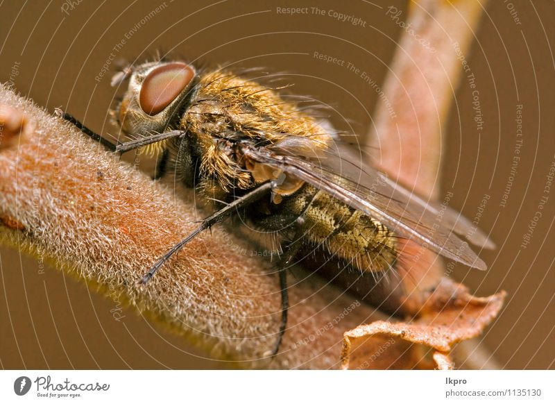 fly in a branch Garden Nature Leaf Switch Hair Paw Line Wild Brown Yellow Gray Black White wood wing eye hairy Insect inclined Bent spot stain orange stem twig