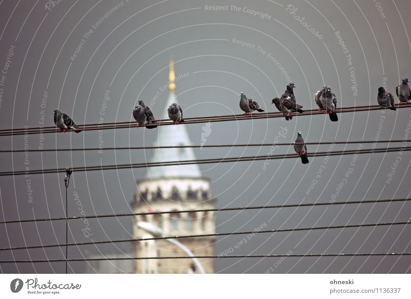 Birds Overhead line Cable Storm clouds Bad weather Thunder and lightning Istanbul Landmark Galata Tower Pigeon Group of animals Sit Wait Colour photo