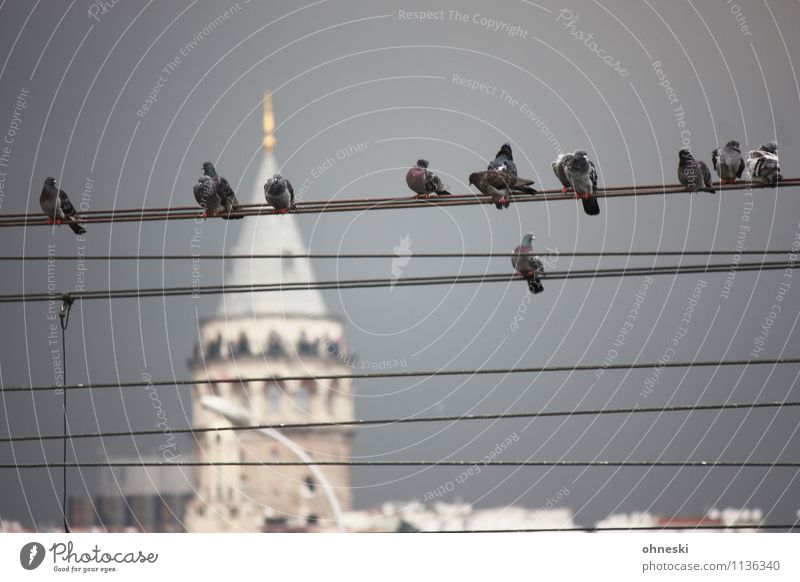 SIGHTSEEING Cable Wire cable Storm clouds Istanbul Tourist Attraction Landmark Galata Tower Animal Bird Pigeon Group of animals Sit Wait Colour photo