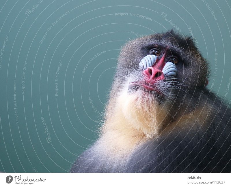 Don't go looking at me like that! Mandrill Snout Red Monkeys Zoo Unfriendly Mammal Apes Baboon Pelt Multicoloured Facial hair Slate blue Grief Superior Joy