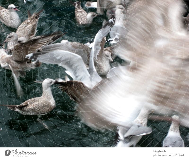 Seagulls I Subdued colour Exterior shot Deserted Day Motion blur Bird's-eye view Animal Water Wild animal Wing Group of animals Flock Flying Speed Chaos Loud