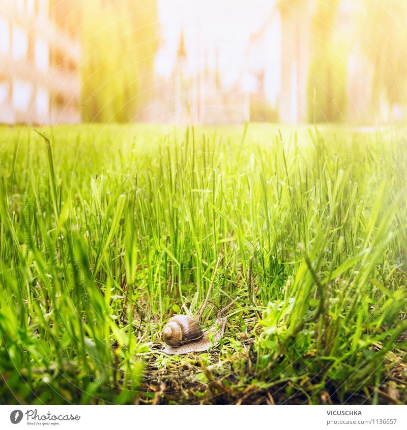 Snail on the move in the city Lifestyle Summer Garden Environment Nature Sunlight Spring Autumn Beautiful weather Grass Town 1 Animal Moody