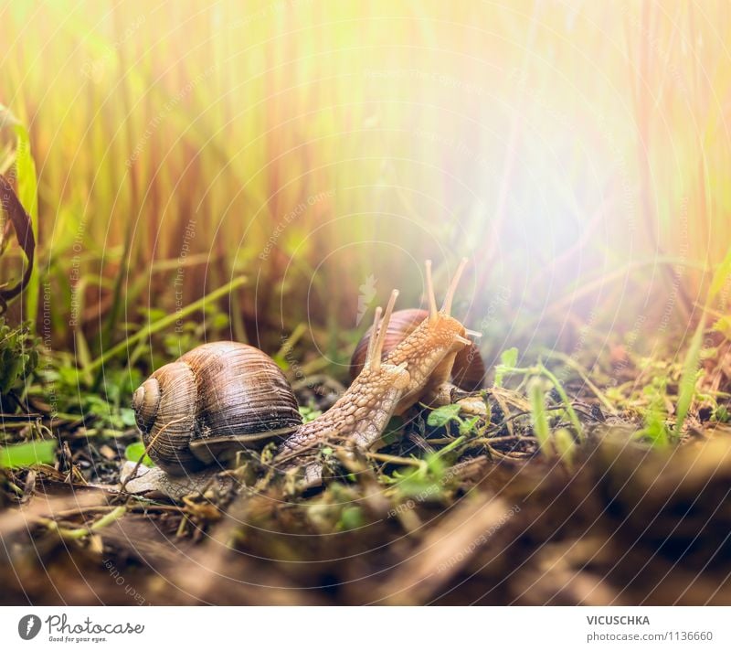 Two snails Style Design Summer Garden Environment Nature Plant Animal Sunlight Spring Autumn Beautiful weather Fog Grass Snail 2 Group of animals