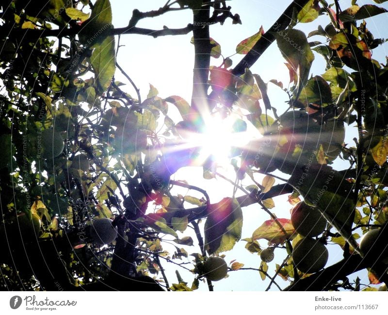 apple sun Sunbeam Tree Apple tree Leaf Beautiful Fruit Autumn Light (Natural Phenomenon) Lighting Branch Nature Sky