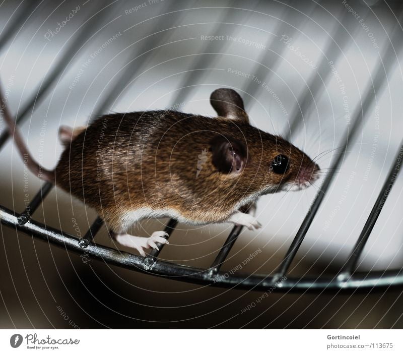 Run, sweetheart! Pet Mouse Pelt Paw 1 Animal Walking Running Small Cute Brown Button eyes Rodent Diminutive Mammal dwarf mouse peck mouse African dwarf mouse