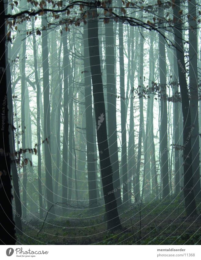 a morning in the woods Forest Tree Fog Dark Rain Green Leaf Grass Light Project Wet Damp Nature Fear Blur Branch End blair witch no To fall Death