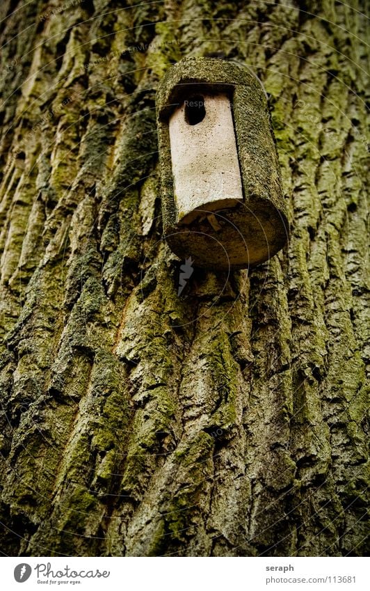 Home Sweet Home Tree trunk Tree bark Forest Ornithology Nesting box House (Residential Structure) Birdhouse Hang up Parental care Hollow Hiding place flown out