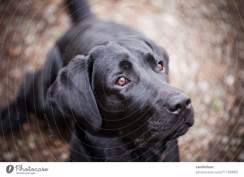 all you need Animal Pet Dog Animal face 1 Sit Dream Brown Black Obedient Watchfulness Lovely Looking Labrador Colour photo Close-up Copy Space right