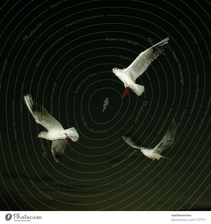 three friends Seagull Black-headed gull  Night Dark Evening Night shot Bird Ocean Beach seagulls Sky Aviation Flying Wing