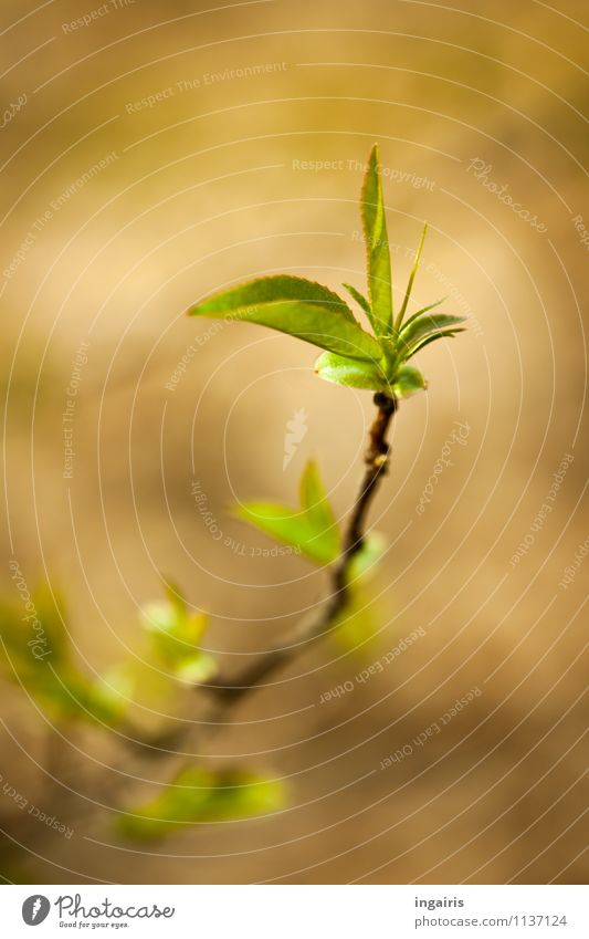 It's so green. Nature Plant Spring Tree Leaf Branch Illuminate Growth Simple Small Near Natural Brown Yellow Green Spring fever Contentment Moody Colour photo