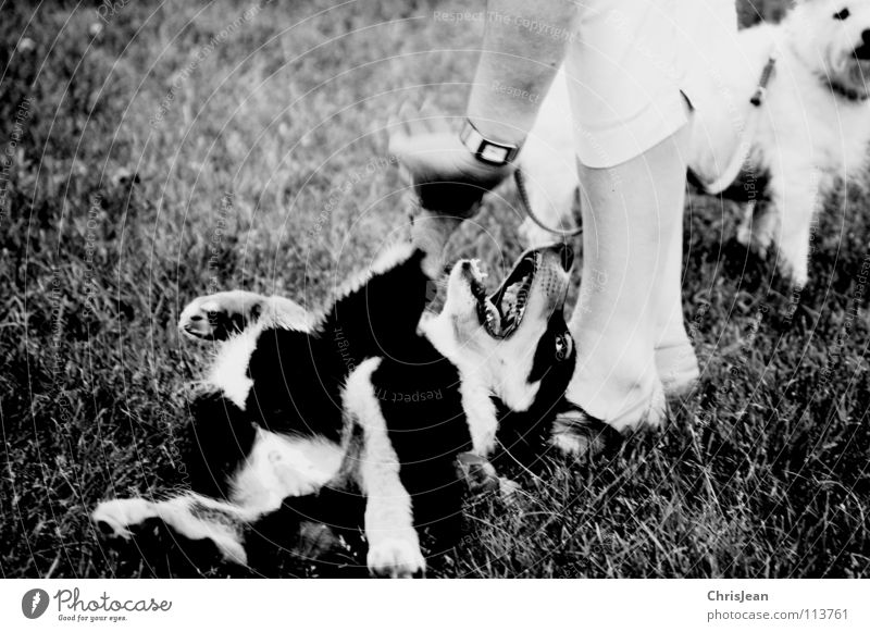 Bruno Dog Playing Animal Meadow Romp Paw 2 Hand Fingers Crossbreed Footwear Trust Action Joy Black & white photo Mammal owner Lie dog owners Legs Coil bruno