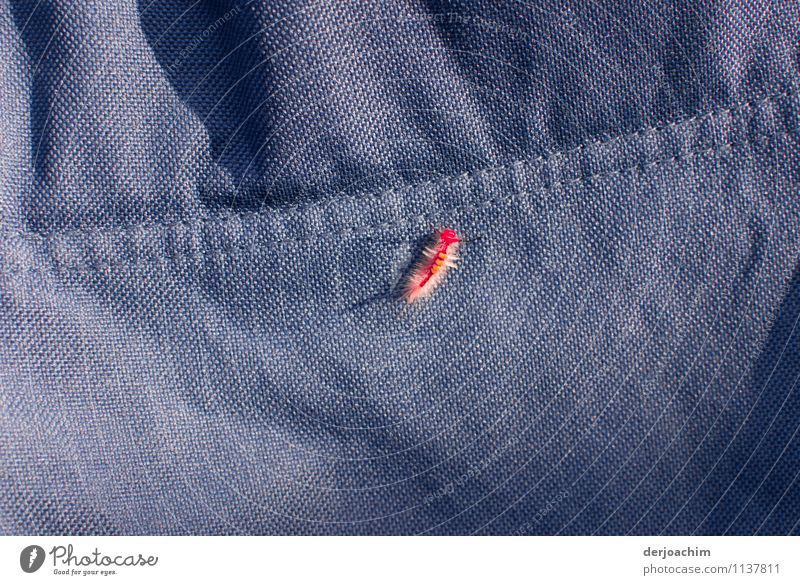Small red caterpillar on blue fabric. Exotic Joy Harmonious Trip Environment Summer Beautiful weather coast Queensland Australia Deserted Backrest Animal