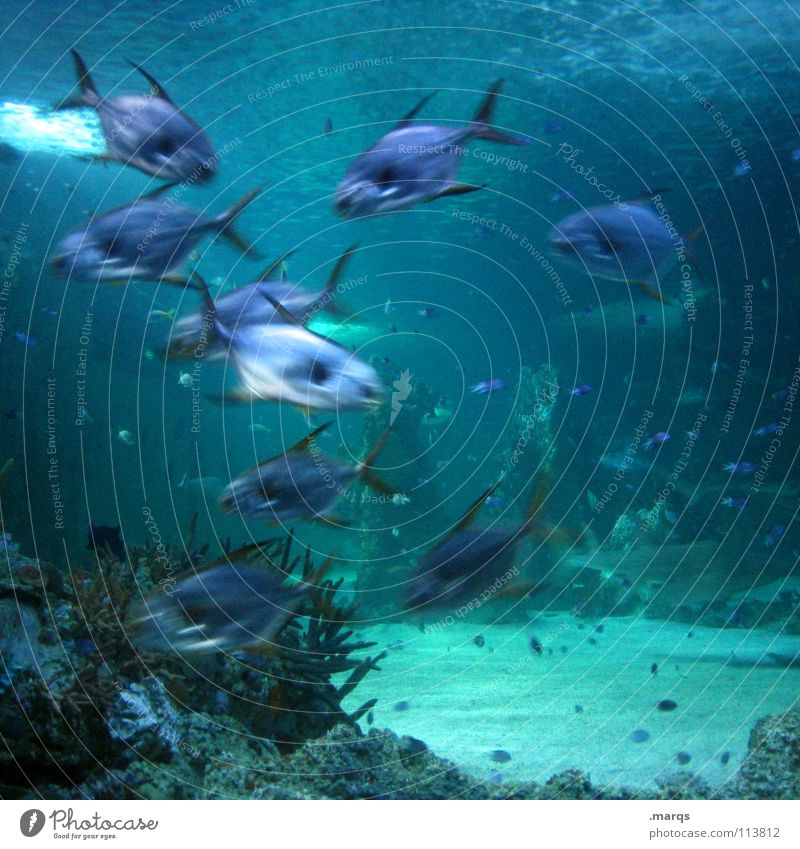 excitement Water Shoal of fish Aquarium Ocean Lake Pond Zoo Versatile Animal Muddled Brisk Together Gill Fish Underwater photo Blue Movement Dynamics swim