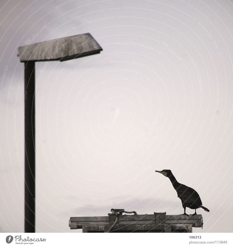 MY FRIEND IS A LAMP Lamp Bird Cormorant Black Lake Ocean Bremen Stand Nature Habitat Employees &amp; Colleagues 2 Packing material Loneliness Allocate