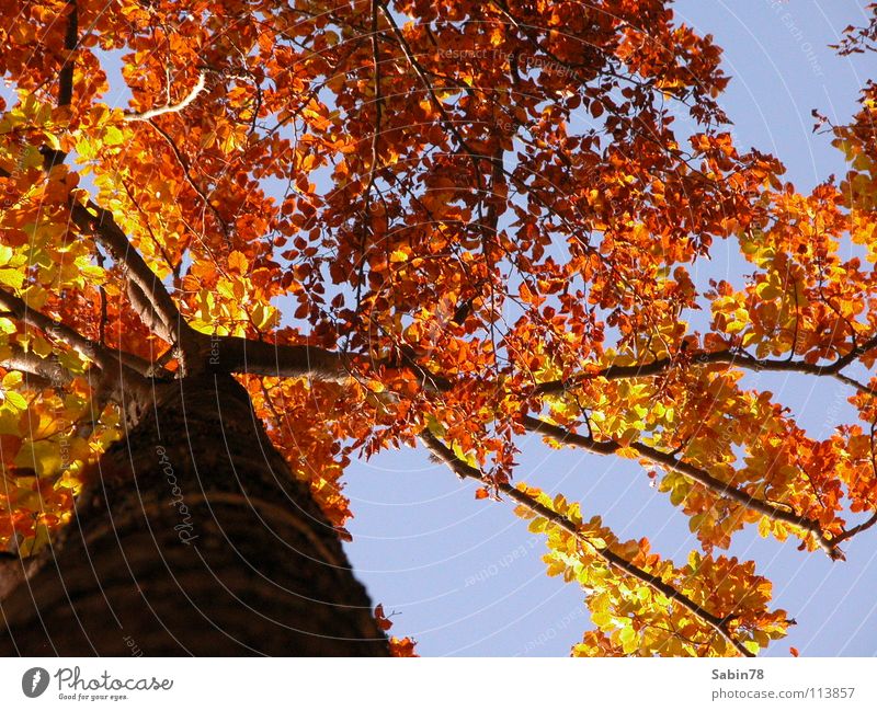 autumn Autumn Tree Leaf Seasons Tree trunk Yellow Red