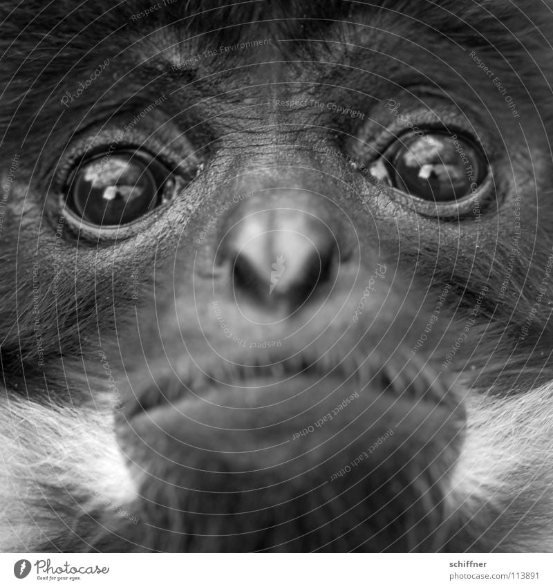 So infinitely sad Animal Monkeys Young monkey Capuchins Grief Lovesickness Pelt Facial hair Zoo Captured Lethargic Mammal Capuchin monkey Eyes Sadness Cry Tears