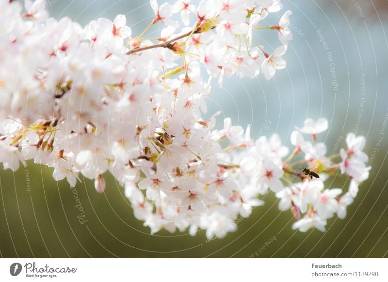 approach Nature Plant Animal Air Spring Beautiful weather Tree Blossom Cherry tree Garden Park Bee 1 Flying To enjoy Friendliness Bright Natural Pink White