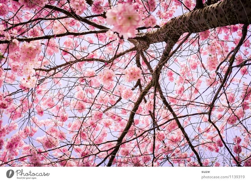 HURRA! No, not at all. Beautiful Environment Nature Sky Spring Beautiful weather Tree Bushes Blossom Blossoming Growth Esthetic Friendliness Pink Emotions Moody