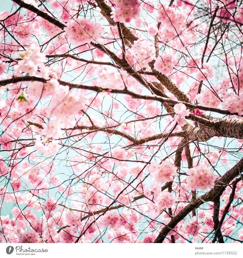 Back again! Beautiful Environment Nature Sky Spring Beautiful weather Bushes Blossom Blossoming Growth Esthetic Friendliness Pink Emotions Moody Happy