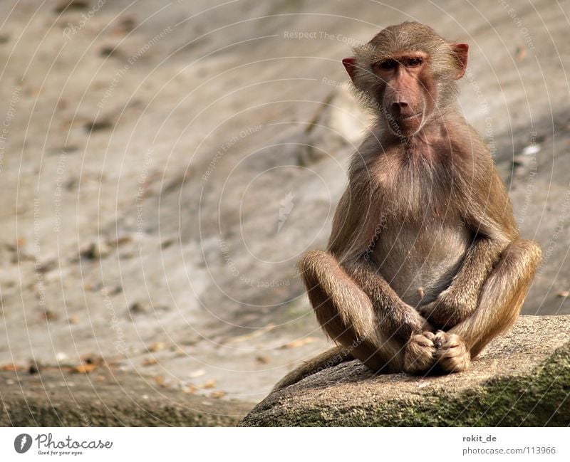 Monkey yoga hands in lap Hand Monkeys Baboon Satisfaction Loneliness Snout Pelt Fingers Animal Mammal Playing Romp Zoo Enclosure Superior Places Meditation