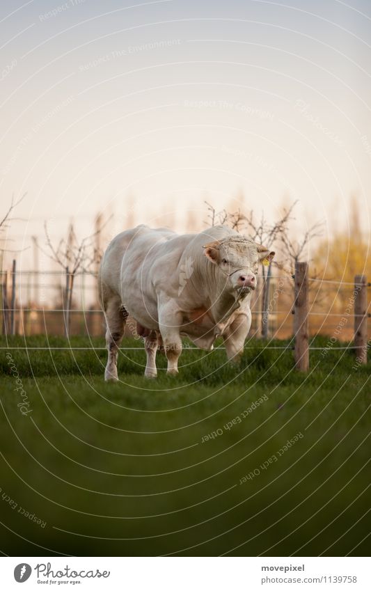 In the green pasture, there's a.. Spring Grass Meadow Animal Bull 1 Looking Stand Aggression Anger Power Fear Respect Nature Colour photo Exterior shot Twilight