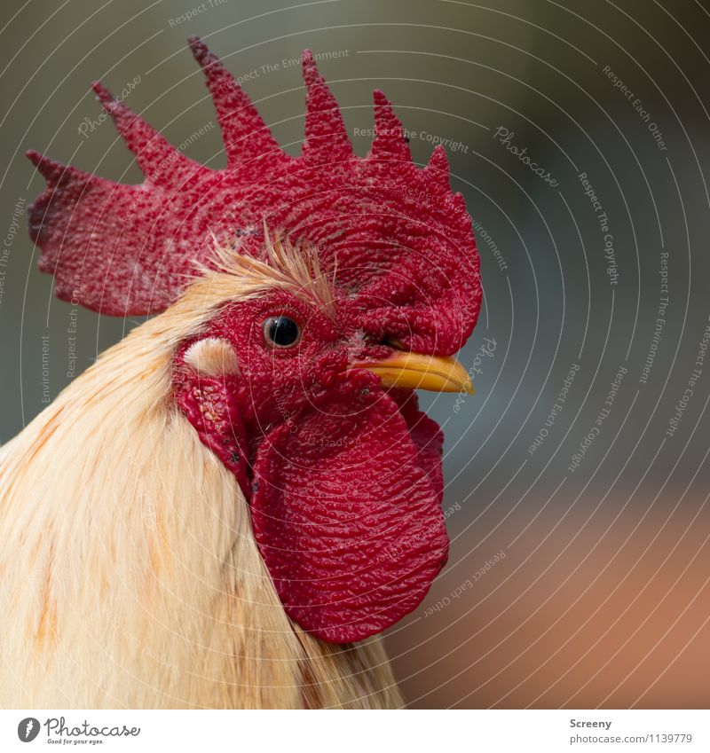 The watchdog Nature Animal Farm animal Rooster Cockscomb 1 Observe Looking Natural Yellow Red Self-confident Optimism Power Safety Protection Pride Conceited
