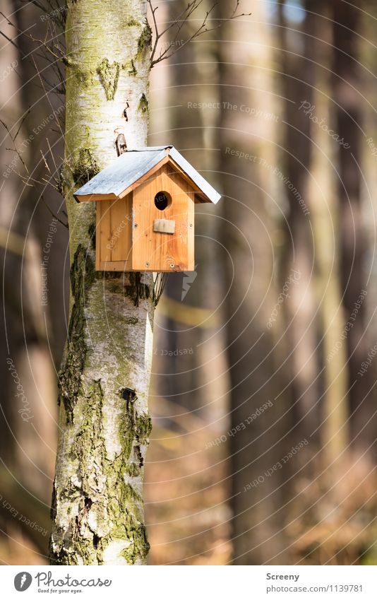 For rent, best location... Nature Landscape Tree Forest Birdhouse Hang Small Joie de vivre (Vitality) Safety Protection Safety (feeling of) Love of animals