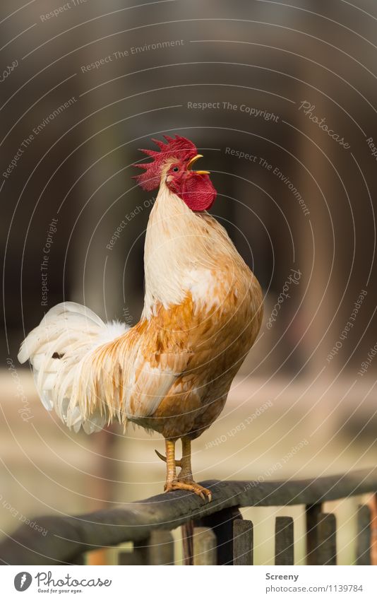 "GET UP!!!"* Nature Animal Farm animal Rooster 1 Scream Stand Euphoria Self-confident Power Passion Attentive Watchfulness Prompt Expectation Time Cockscomb