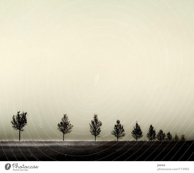 gap Tree Row of trees Ground fog Fog Calm Grief Distress Autumn Gloomy uniform conformal Sadness Intersection