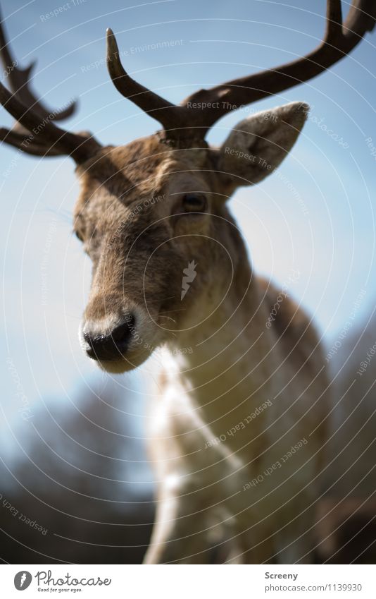all right? Nature Animal Sky Sun Spring Beautiful weather Forest Wild animal Zoo Deer 1 Looking Curiosity Interest Antlers Pelt Colour photo Exterior shot