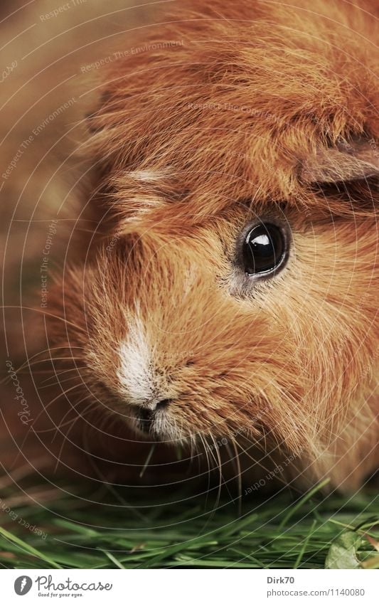 Guinea pig, very close! Living or residing Garden Grass Blade of grass Animal Pet Animal face Snout Eyes Pelt Rodent 1 To feed Looking Friendliness Beautiful