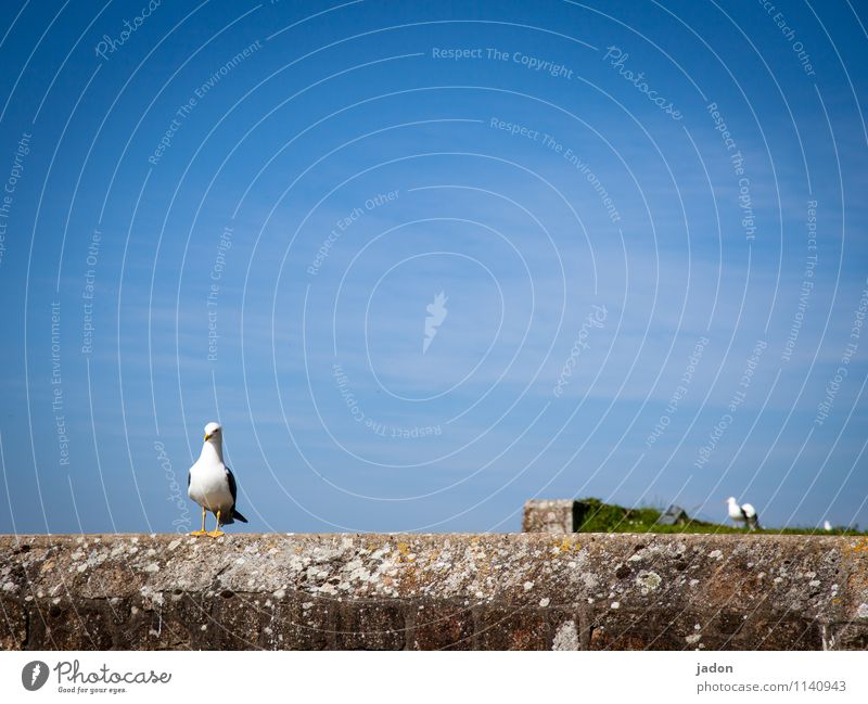 one before that. Nature Sky Beautiful weather Rock Deserted Ruin Manmade structures Wall (barrier) Wall (building) Animal Bird Seagull 1 2 3 Group of animals