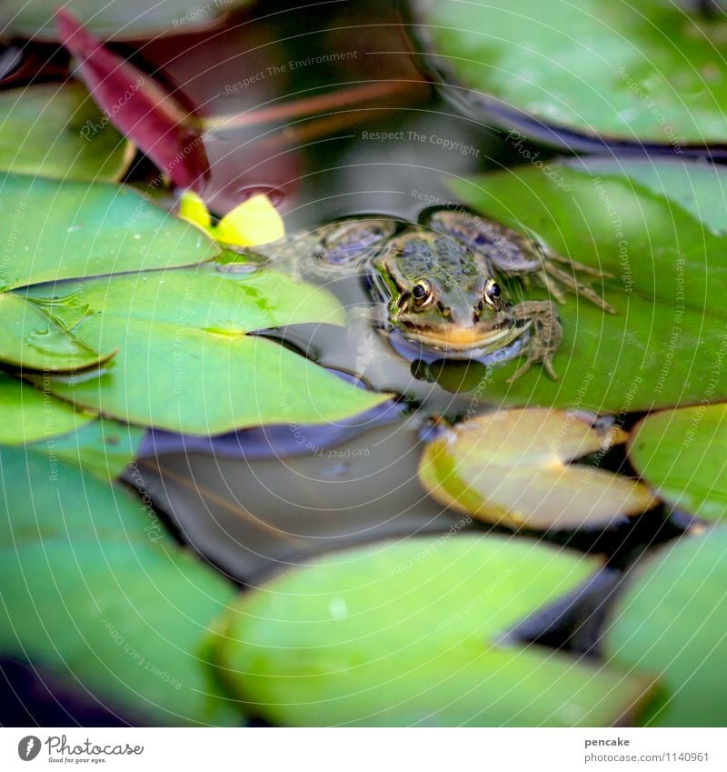 Weather | frog Nature Summer Plant Pond Animal Frog 1 Sign Famousness Cold Wet Natural Green Water lily leaf Water lily pond Meteorologist Colour photo