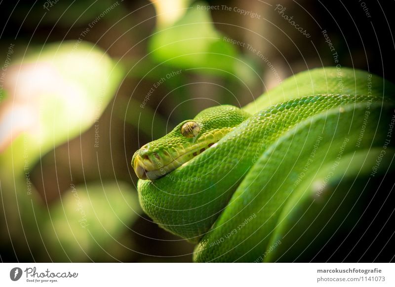 Green tree python Animal Pet Wild animal Snake 1 Hang Crouch Lie Aggression Exceptional Threat Exotic Glittering Cold Astute Brown Reptiles Terrarium
