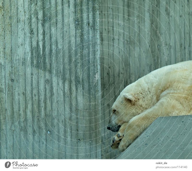 Lunch break at Knut´s Polar Bear Pelt Cold Zoo Concrete Calm Break Lunch hour Sleep To feed White Land-based carnivore Mammal Paw Snout Black North Pole Boredom