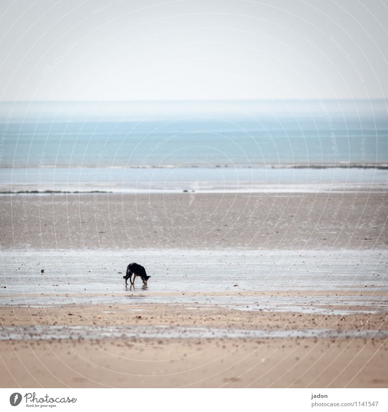 loner. Environment Nature Landscape Animal Sand Water Sky Horizon Waves Coast Beach Pet Dog 1 Animal tracks Drinking Hiking Loneliness Lanes & trails stray