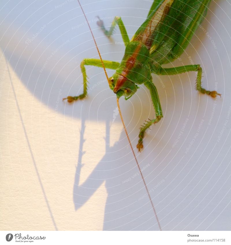 quadrupeds Locust Salto Green Feeler Insect Animal Legs four-legged friends Shadow