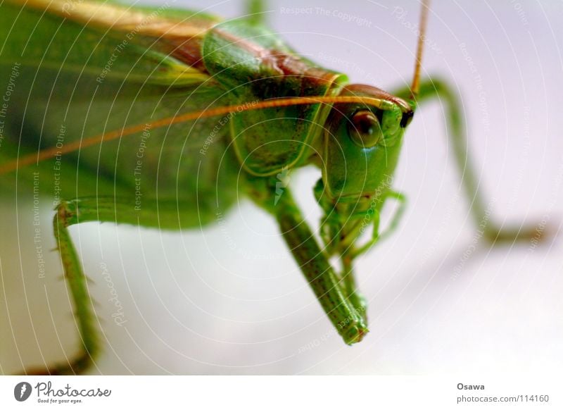 hoof hygiene Locust Salto Green Feeler Insect Animal Legs four-legged friends Eyes