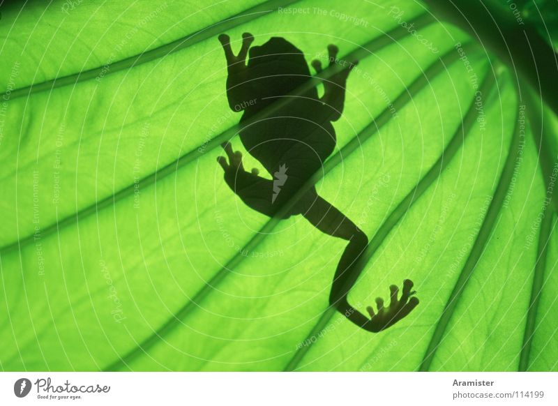Frog in back light Tree frog Back-light Leaf coral finger Silhouette Leaf green tropical houseplant