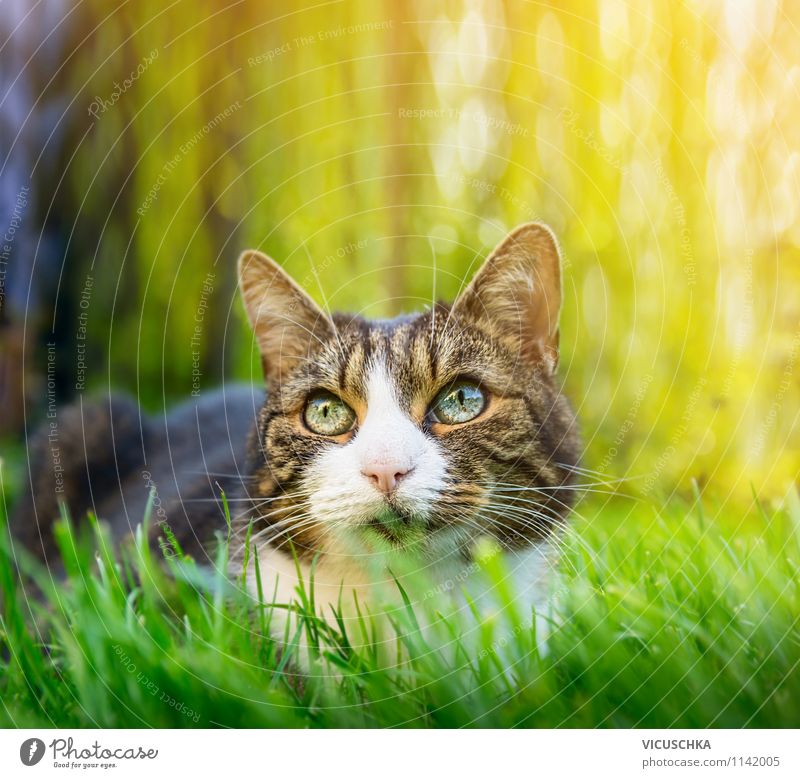 Cat in summer garden Lifestyle Summer Garden Nature Spring Beautiful weather Park Animal 1 Yellow Background picture Grass Green Hunting Gray Eyes Free-roaming