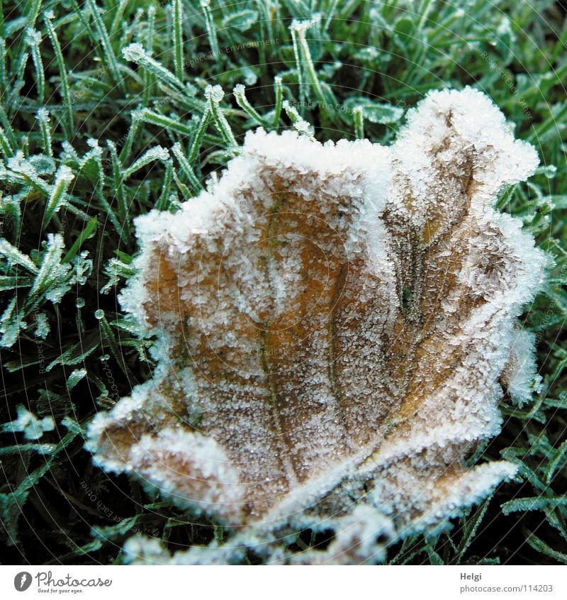 brrr.... freezing cold Freeze Frozen Hoar frost Minus degrees Autumn Cold Winter Morning Frostwork Ice crystal Leaf Grass Stalk Vessel Green Brown White