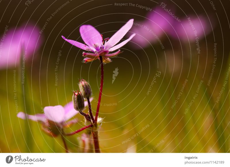 Spring in the meadow ground Nature Landscape Plant Flower Grass Blossom Meadow Blossoming Illuminate Growth Fresh Small Natural Green Violet Pink Red Moody