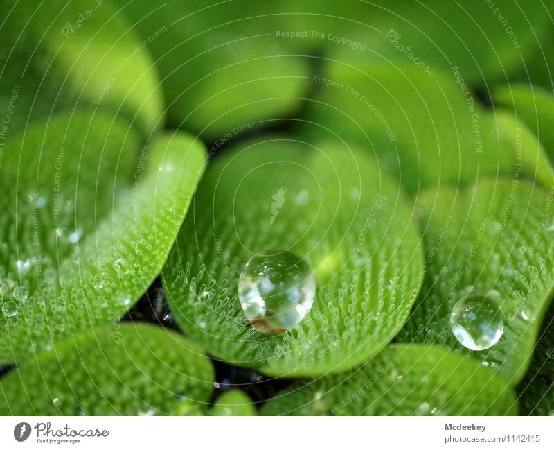 droplets Environment Nature Plant Water Drops of water Spring Beautiful weather Leaf Foliage plant Wild plant Exotic Garden Park Pond Fluid Cold Wet Natural