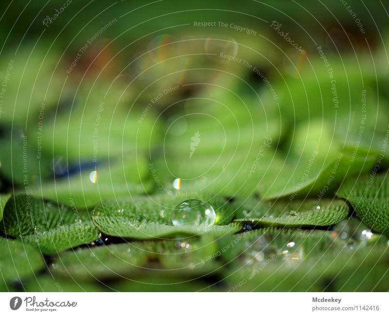 droplet Environment Nature Plant Water Drops of water Spring Beautiful weather Leaf Foliage plant Wild plant Exotic Garden Park Fluid Cold Wet Natural Round