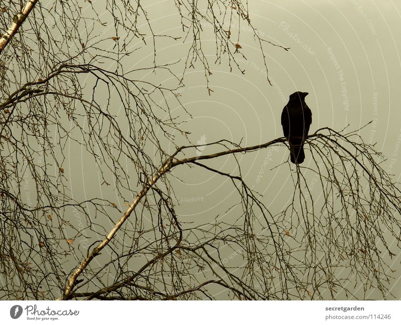 krâwa (Old High German), landscape format Crow Raven birds Bird Tree Leaf Leafless Winter Autumn Crouch Crouching Room Bad weather Clouds Calm Relaxation Grief